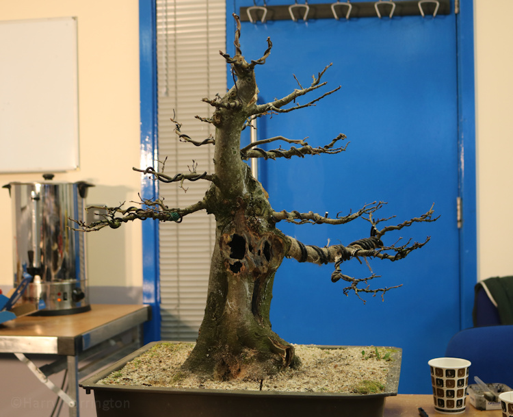 hornbeam bonsai